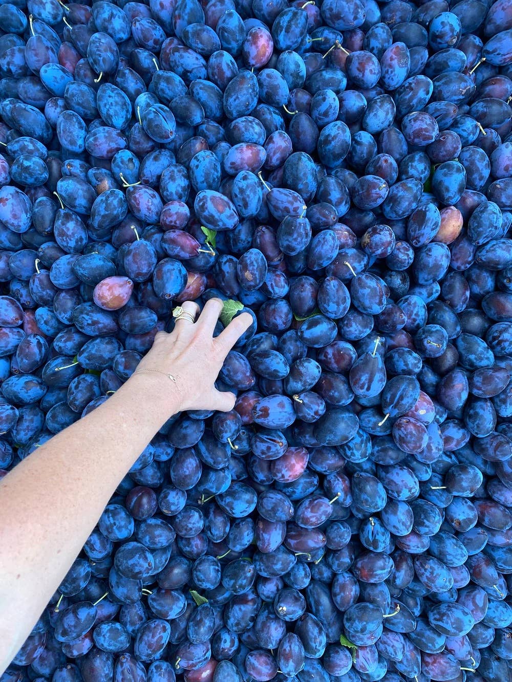 Island Plum Spoon Preserves 7.75oz