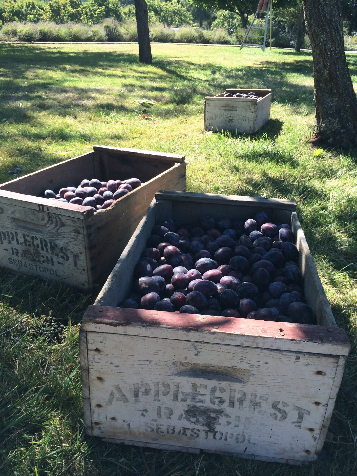 Vanilla Plum Medley Spoon Preserves 7.75oz